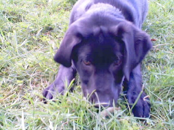 Photo de Labrador retriever