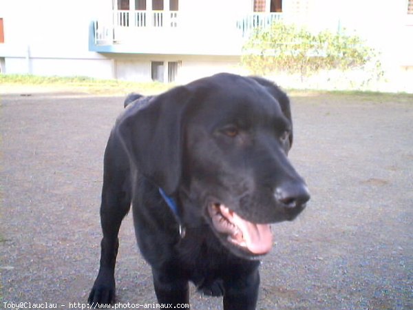 Photo de Labrador retriever