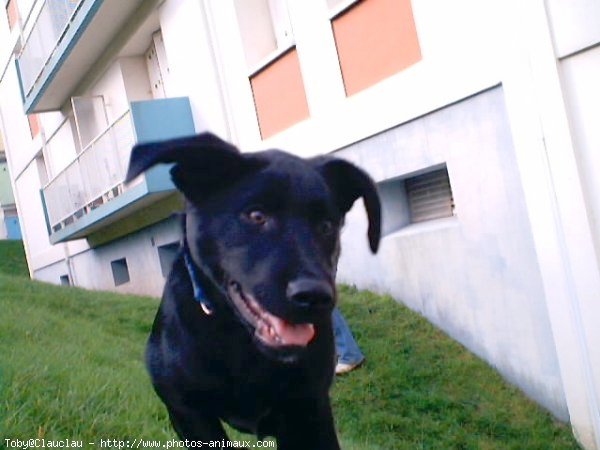 Photo de Labrador retriever