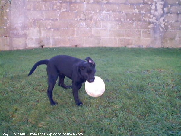 Photo de Labrador retriever