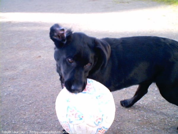 Photo de Labrador retriever