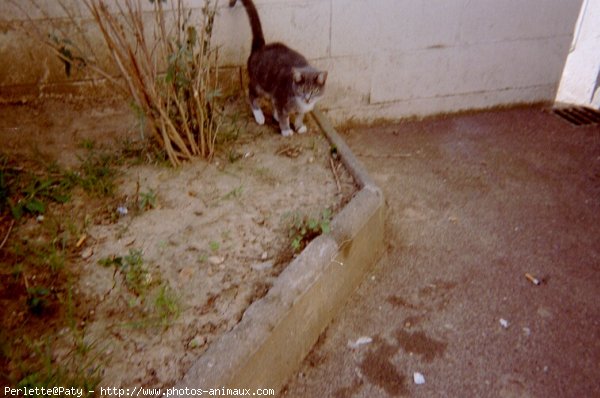 Photo de Chat domestique