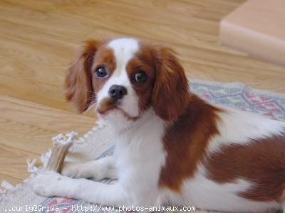 Photo de Cavalier king charles spaniel