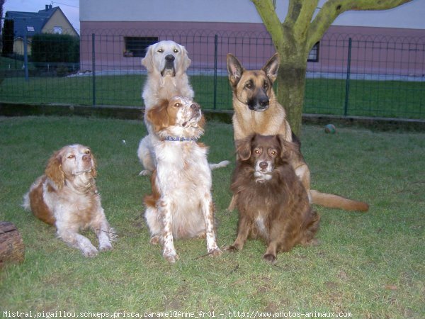 Photo de Races diffrentes