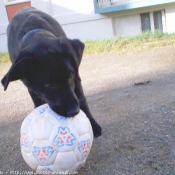 Photo de Labrador retriever