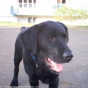 Photo de Labrador retriever