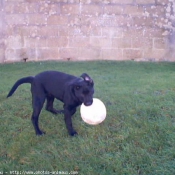 Photo de Labrador retriever