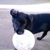 Photo de Labrador retriever