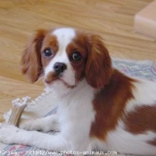 Photo de Cavalier king charles spaniel