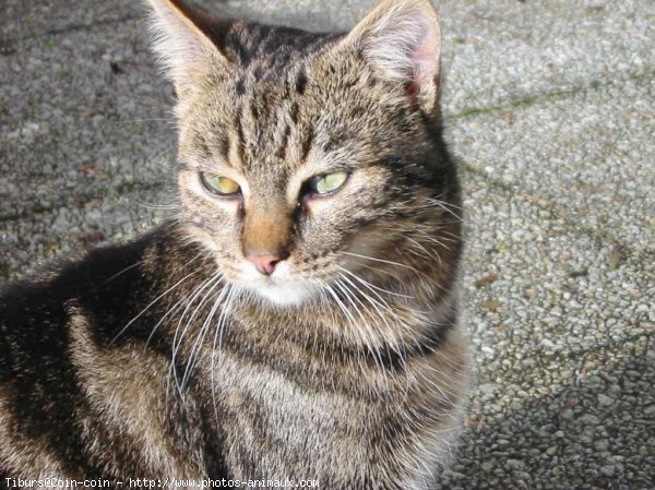 Photo de Chat domestique