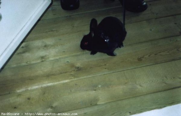 Photo de Lapin