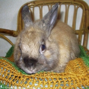 Photo de Lapin