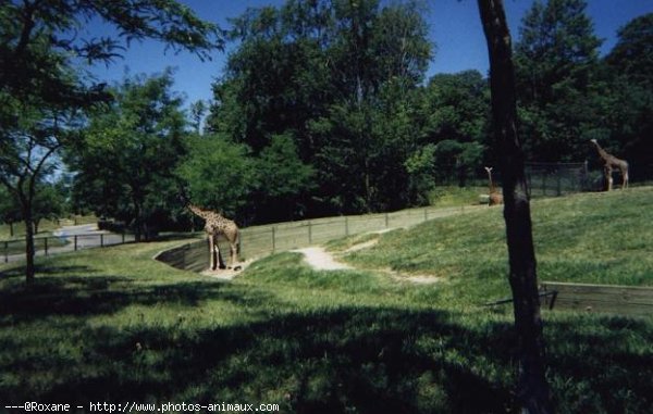 Photo de Girafe