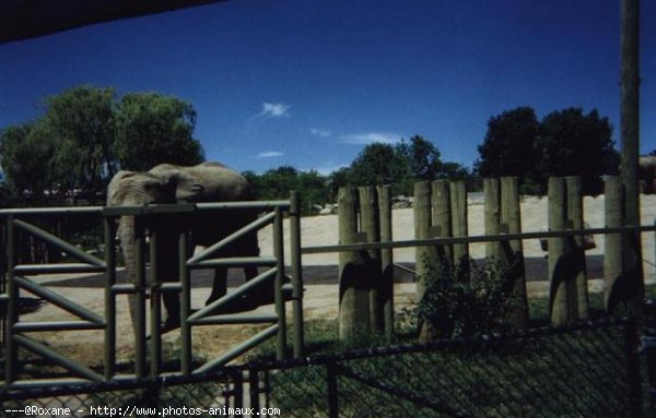 Photo d'Elphant d'afrique