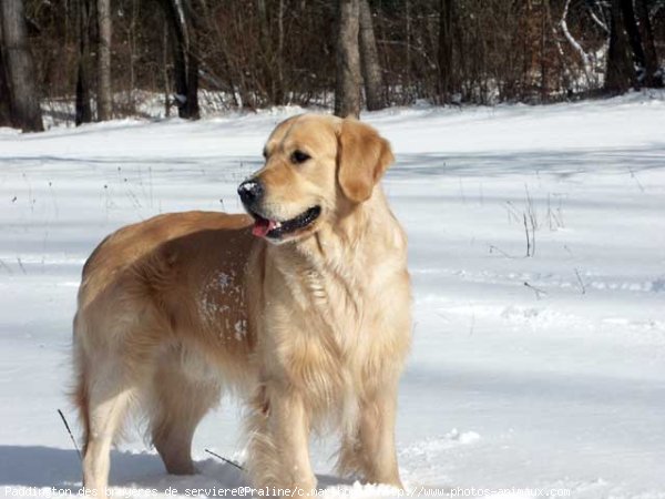 Photo de Golden retriever