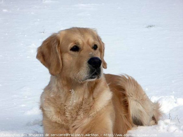 Photo de Golden retriever