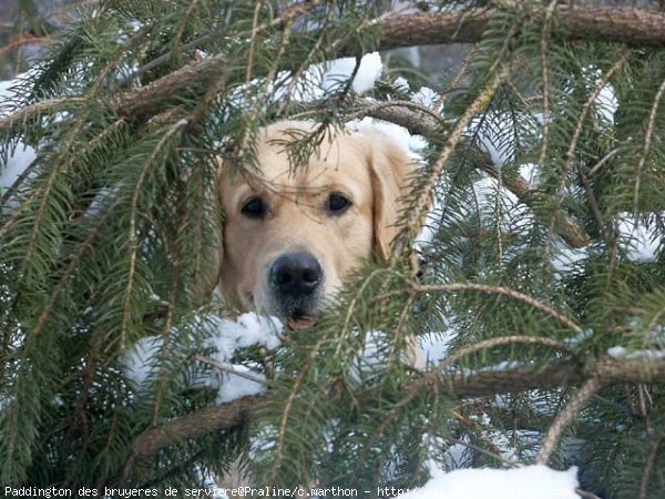 Photo de Golden retriever