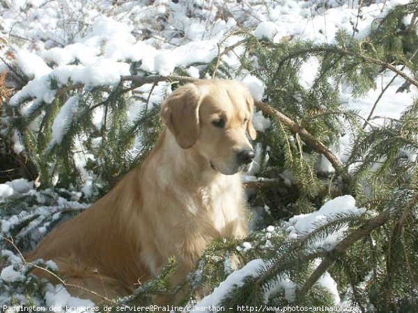 Photo de Golden retriever