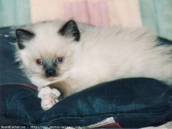 Photo de Ragdoll