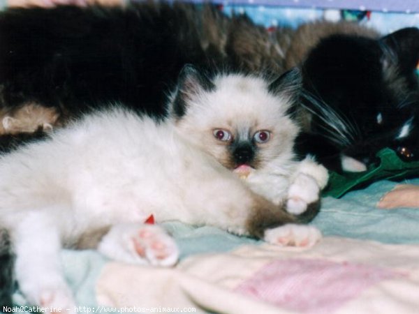 Photo de Ragdoll