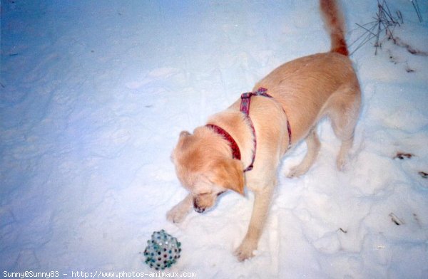 Photo de Golden retriever