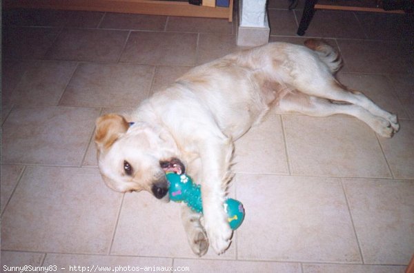 Photo de Golden retriever