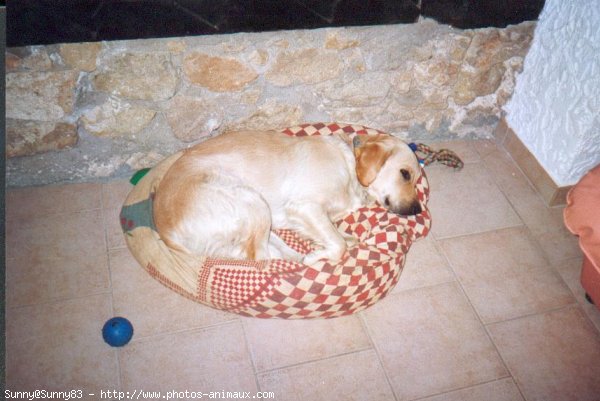 Photo de Golden retriever