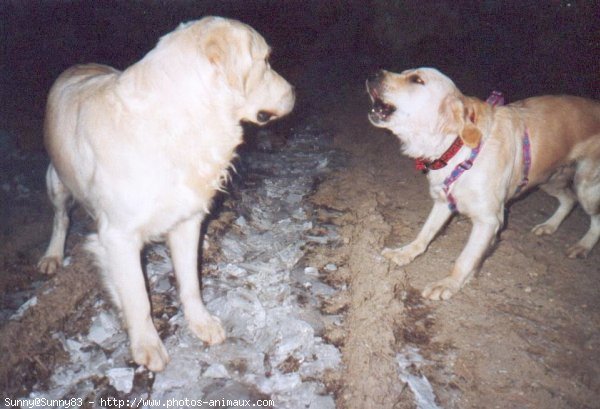 Photo de Golden retriever