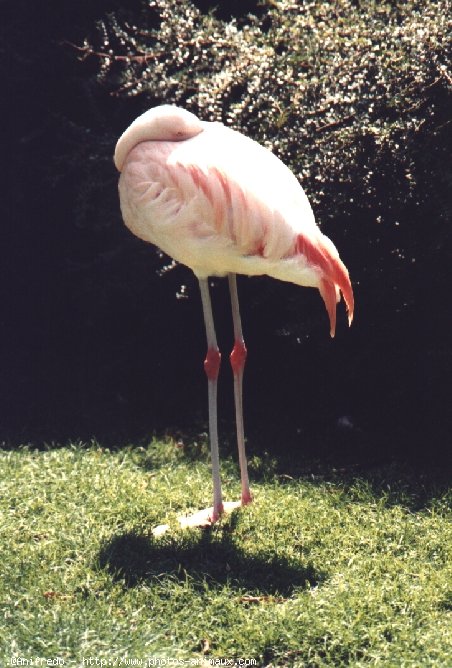 Photo de Flamand rose