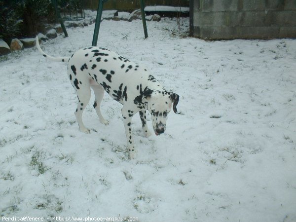 Photo de Dalmatien