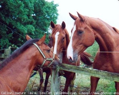 Photo de Races diffrentes