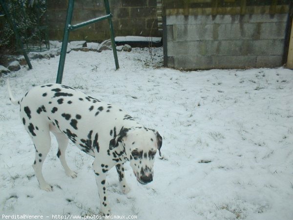 Photo de Dalmatien