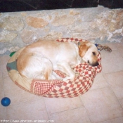 Photo de Golden retriever