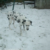 Photo de Dalmatien