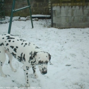 Photo de Dalmatien