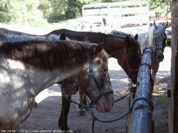 Photo de Races diffrentes