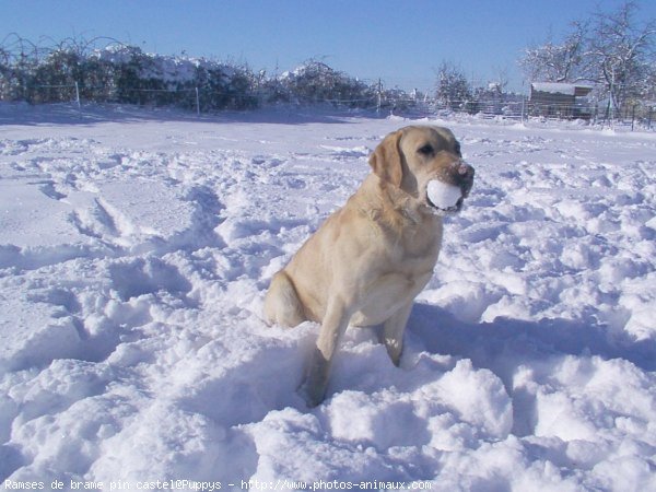 Photo de Labrador retriever