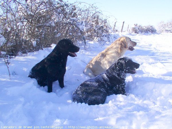 Photo de Labrador retriever