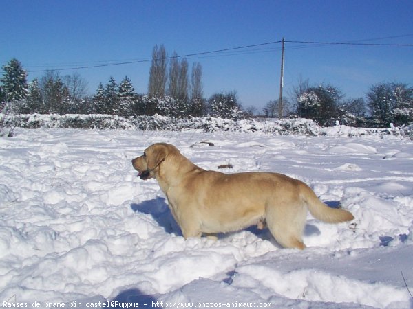 Photo de Labrador retriever