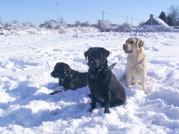 Photo de Labrador retriever