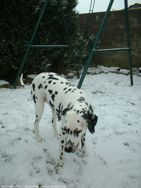 Photo de Dalmatien