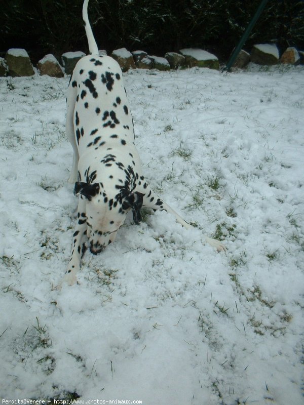 Photo de Dalmatien