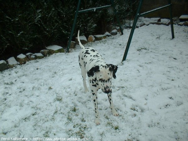 Photo de Dalmatien