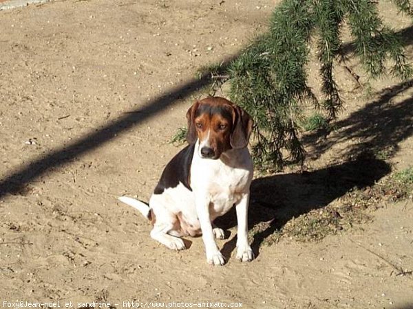 Photo de Beagle