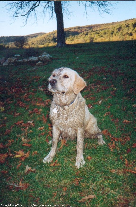 Photo de Golden retriever