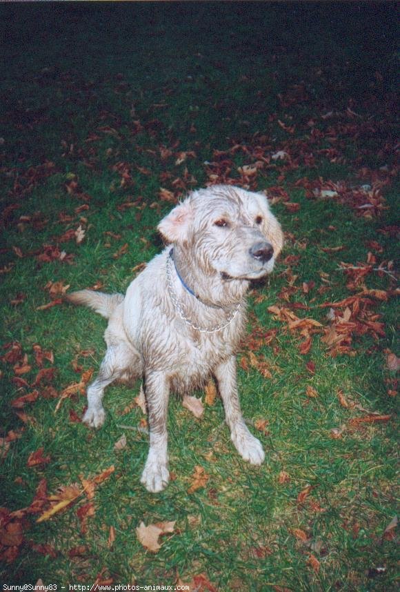 Photo de Golden retriever