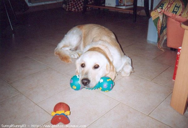 Photo de Golden retriever