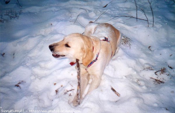 Photo de Golden retriever