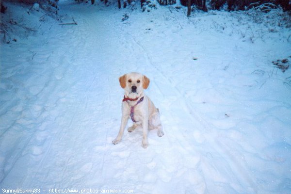 Photo de Golden retriever