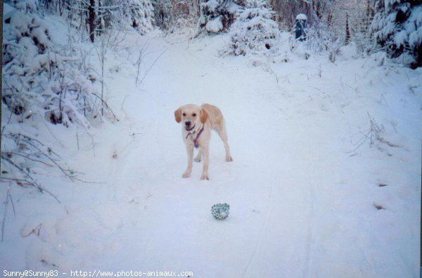 Photo de Golden retriever